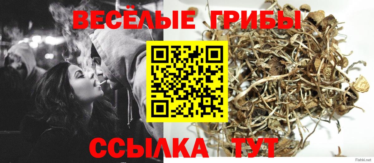 Псилоцибиновые грибы Psilocybine cubensis  Псилоцибиновые грибы MAGIC MUSHROOMS  Новосибирск  где купить наркоту  Вход с VPN 
